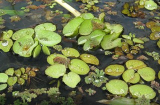 Salvinia